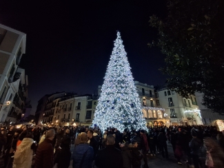 Albero Portanova 